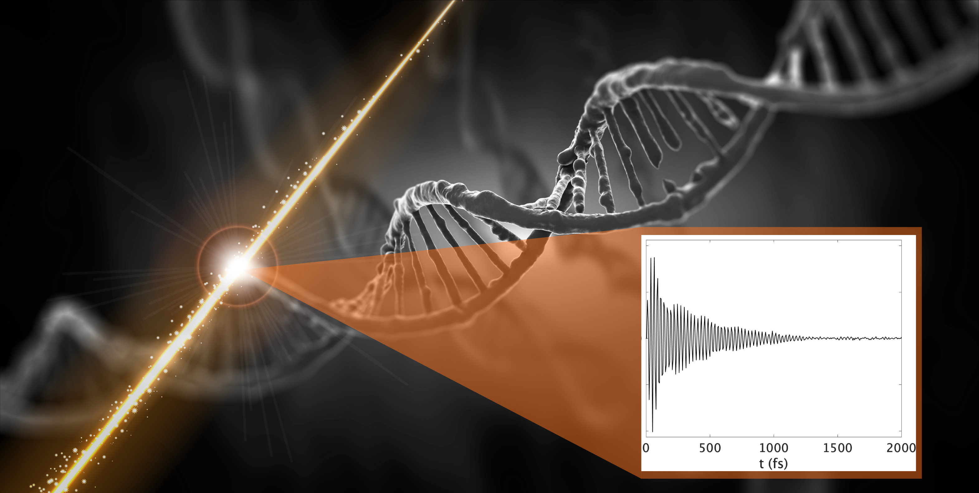 Coherence DNA figure